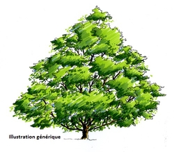 arbre (illustration générique)