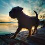 Antonio_Coti Zelati_Chien au Coucher de Soleil_10-11-2019.jpg.jpg