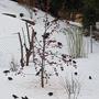 Al-Shalchi_Thanaa_Petite faim sous la neige de mon jardin  St-Prex_03.03.2018- photos droite.jpg