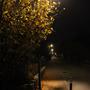 Popescu_Loredana_Fte nocturne_15.11.2020