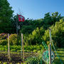 Luciano_Agbomemewa_La_fleur_de_lis_dans_son_jardin_30_05_2021.jpg