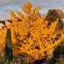 Muller Bertrand_Couleurs_d'automne_12.11.2021.jpg